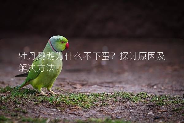 牡丹鹦鹉为什么不下蛋？探讨原因及解决方法