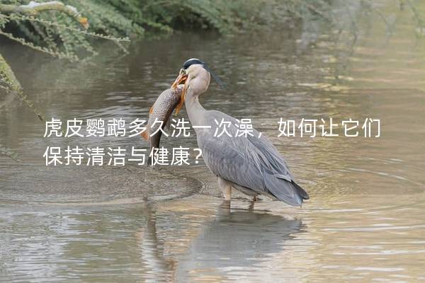 虎皮鹦鹉多久洗一次澡，如何让它们保持清洁与健康？