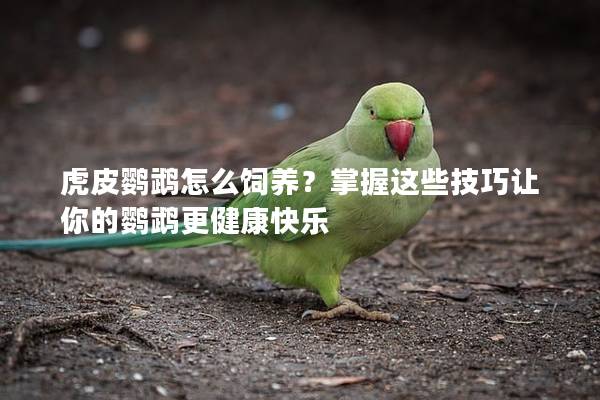 虎皮鹦鹉怎么饲养？掌握这些技巧让你的鹦鹉更健康快乐