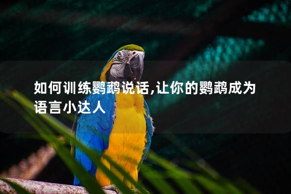 如何训练鹦鹉说话,让你的鹦鹉成为语言小达人