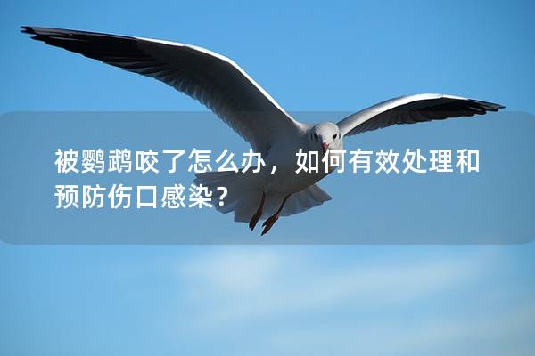 被鹦鹉咬了怎么办，如何有效处理和预防伤口感染？