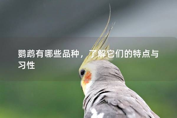 鹦鹉有哪些品种，了解它们的特点与习性