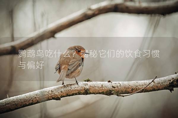 鹦鹉鸟吃什么？揭秘它们的饮食习惯与偏好