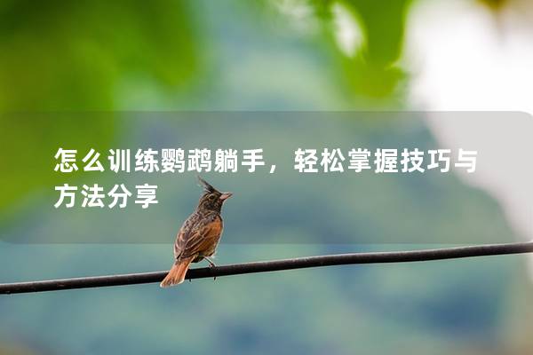 怎么训练鹦鹉躺手，轻松掌握技巧与方法分享