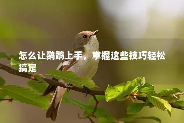 怎么让鹦鹉上手，掌握这些技巧轻松搞定