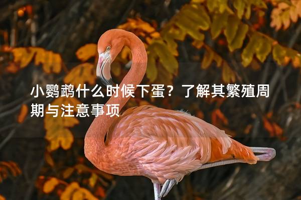 小鹦鹉什么时候下蛋？了解其繁殖周期与注意事项