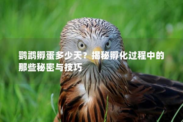 鹦鹉孵蛋多少天？揭秘孵化过程中的那些秘密与技巧
