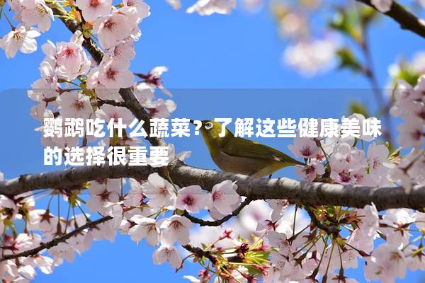 鹦鹉吃什么蔬菜？了解这些健康美味的选择很重要