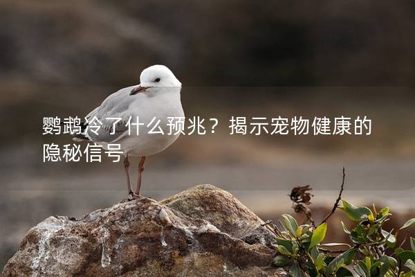 鹦鹉冷了什么预兆？揭示宠物健康的隐秘信号