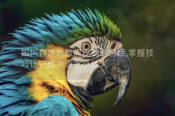 如何有效地教虎皮鹦鹉说话,掌握技巧让它成为语言小达人