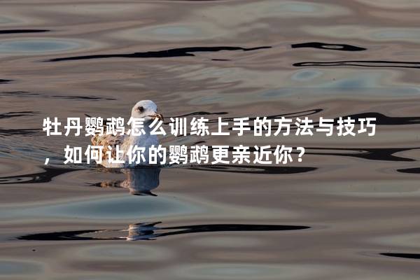 牡丹鹦鹉怎么训练上手的方法与技巧，如何让你的鹦鹉更亲近你？