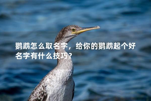 鹦鹉怎么取名字，给你的鹦鹉起个好名字有什么技巧？