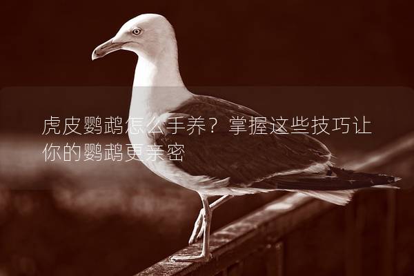 虎皮鹦鹉怎么手养？掌握这些技巧让你的鹦鹉更亲密