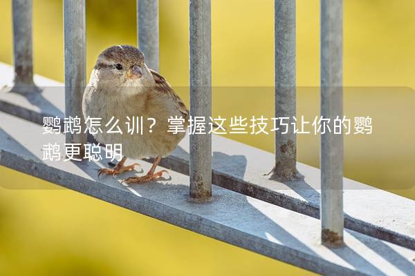鹦鹉怎么训？掌握这些技巧让你的鹦鹉更聪明