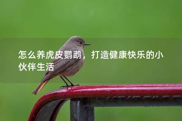 怎么养虎皮鹦鹉，打造健康快乐的小伙伴生活