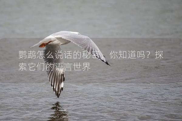 鹦鹉怎么说话的秘密，你知道吗？探索它们的语言世界
