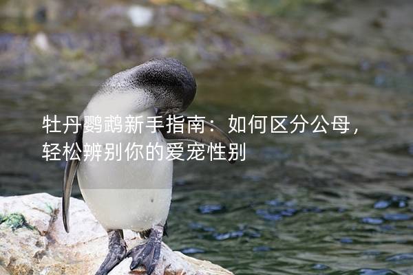 牡丹鹦鹉新手指南：如何区分公母，轻松辨别你的爱宠性别