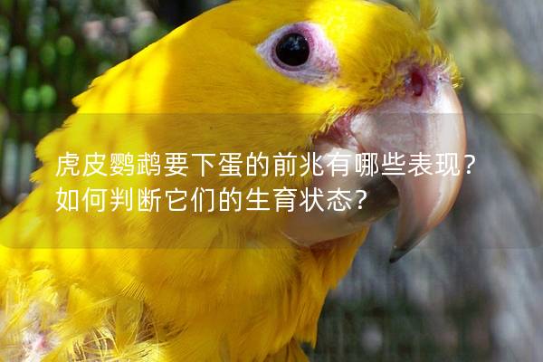 虎皮鹦鹉要下蛋的前兆有哪些表现？如何判断它们的生育状态？