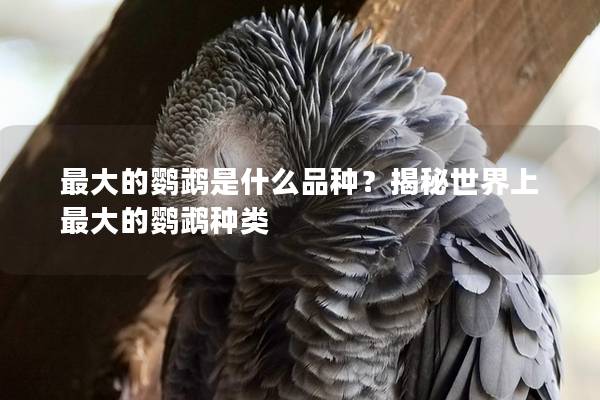 最大的鹦鹉是什么品种？揭秘世界上最大的鹦鹉种类