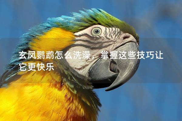 玄凤鹦鹉怎么洗澡，掌握这些技巧让它更快乐