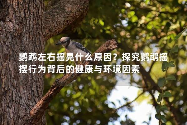鹦鹉左右摇晃什么原因？探究鹦鹉摇摆行为背后的健康与环境因素