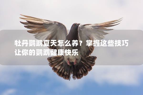 牡丹鹦鹉夏天怎么养？掌握这些技巧让你的鹦鹉健康快乐