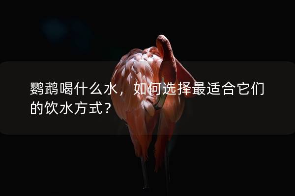 鹦鹉喝什么水，如何选择最适合它们的饮水方式？
