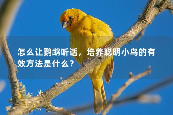 怎么让鹦鹉听话，培养聪明小鸟的有效方法是什么？