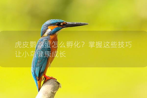 虎皮鹦鹉蛋怎么孵化？掌握这些技巧让小鸟健康成长