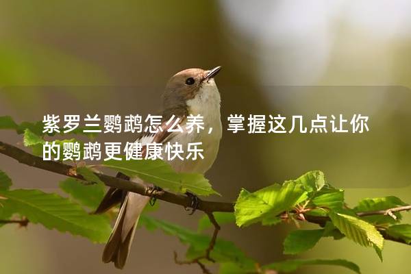 紫罗兰鹦鹉怎么养，掌握这几点让你的鹦鹉更健康快乐