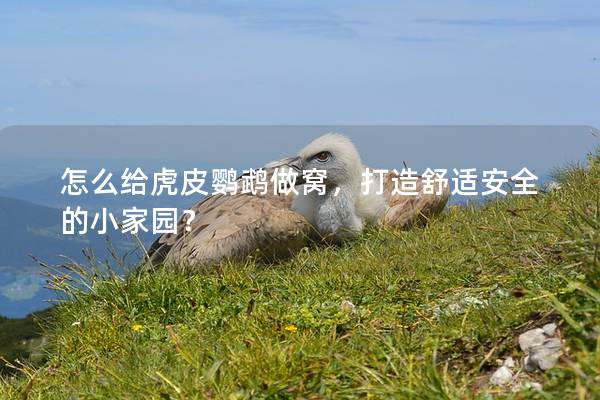 怎么给虎皮鹦鹉做窝，打造舒适安全的小家园？