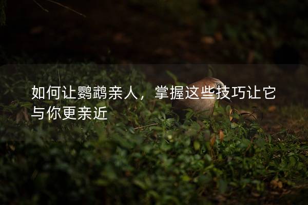 如何让鹦鹉亲人，掌握这些技巧让它与你更亲近