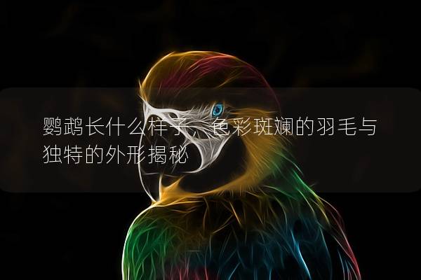 鹦鹉长什么样子，色彩斑斓的羽毛与独特的外形揭秘