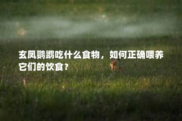 玄凤鹦鹉吃什么食物，如何正确喂养它们的饮食？