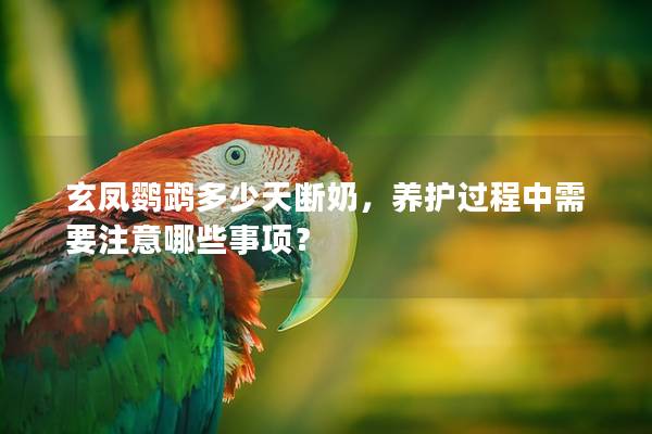 玄凤鹦鹉多少天断奶，养护过程中需要注意哪些事项？