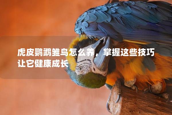 虎皮鹦鹉雏鸟怎么养，掌握这些技巧让它健康成长