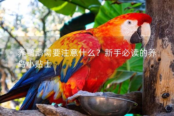 养鹦鹉需要注意什么？新手必读的养鸟小贴士
