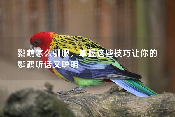 鹦鹉怎么驯服，掌握这些技巧让你的鹦鹉听话又聪明
