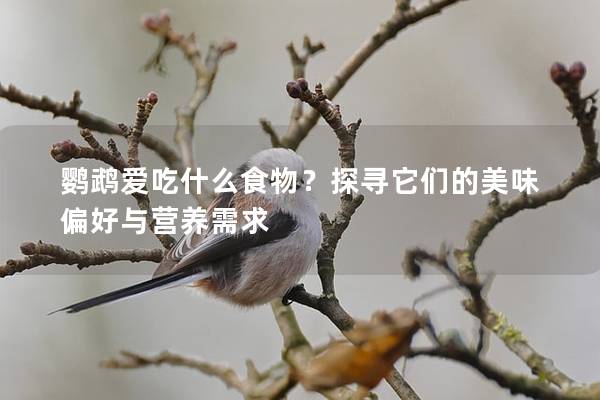 鹦鹉爱吃什么食物？探寻它们的美味偏好与营养需求