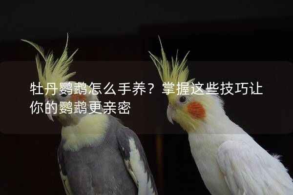 牡丹鹦鹉怎么手养？掌握这些技巧让你的鹦鹉更亲密