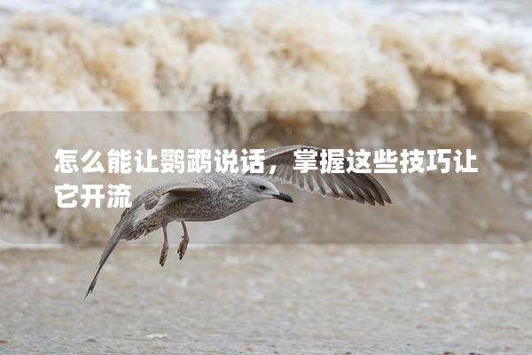 怎么能让鹦鹉说话，掌握这些技巧让它开流