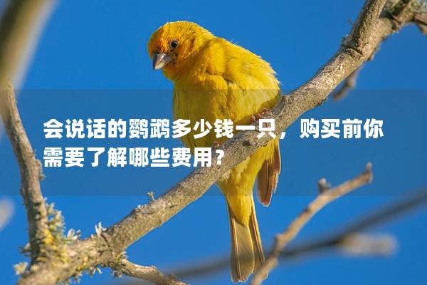 会说话的鹦鹉多少钱一只，购买前你需要了解哪些费用？