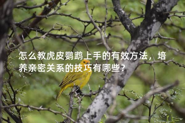 怎么教虎皮鹦鹉上手的有效方法，培养亲密关系的技巧有哪些？
