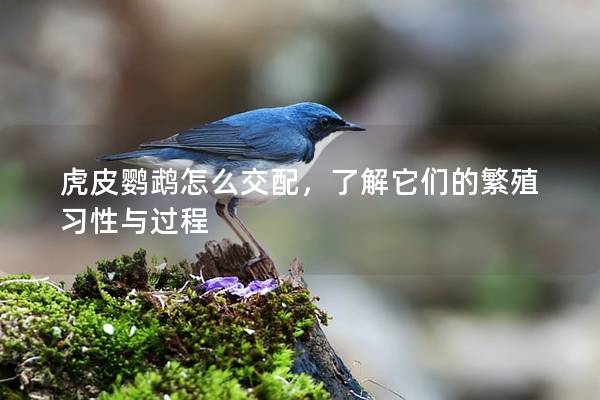 虎皮鹦鹉怎么交配，了解它们的繁殖习性与过程