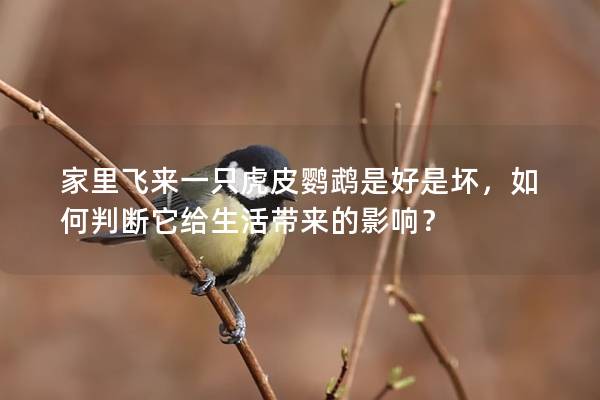 家里飞来一只虎皮鹦鹉是好是坏，如何判断它给生活带来的影响？