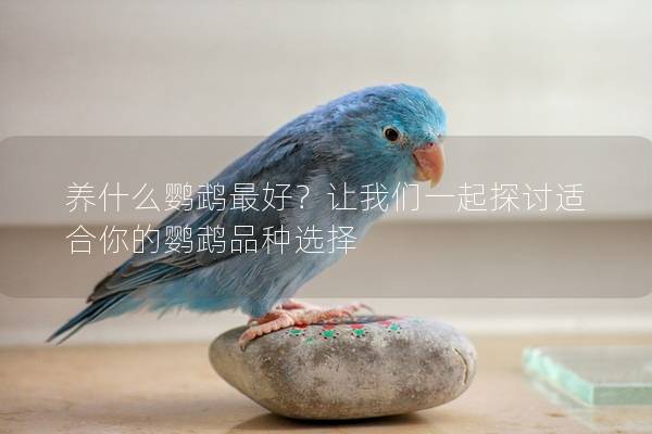养什么鹦鹉最好？让我们一起探讨适合你的鹦鹉品种选择