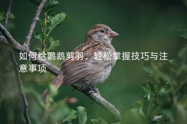 如何给鹦鹉剪羽，轻松掌握技巧与注意事项