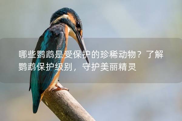 哪些鹦鹉是受保护的珍稀动物？了解鹦鹉保护级别，守护美丽精灵