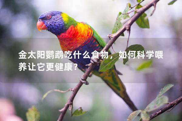 金太阳鹦鹉吃什么食物，如何科学喂养让它更健康？