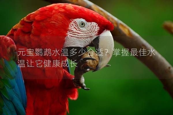 元宝鹦鹉水温多少合适？掌握最佳水温让它健康成长